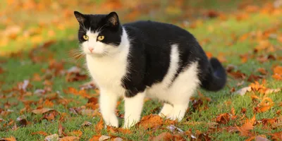 Наполнители для кошек с белой шерстью | Статьи CAT STEP