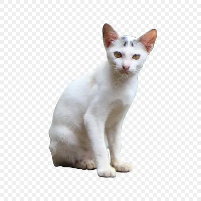 Купить карты Таро Белых Кошек