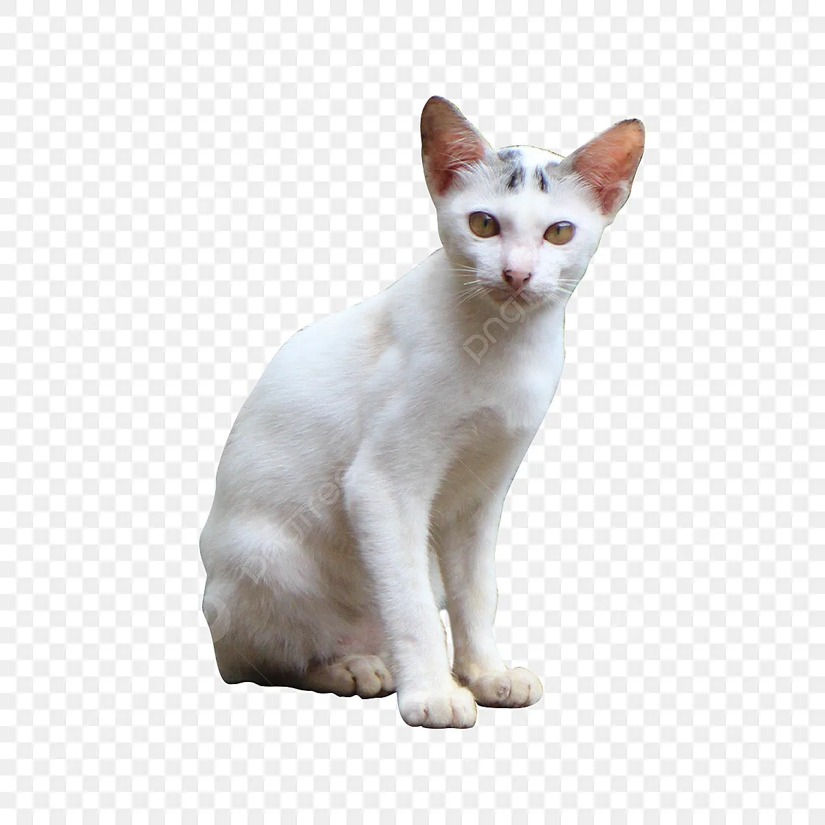 Купить карты Таро Белых Кошек Купить карты Таро Белых Кошек
