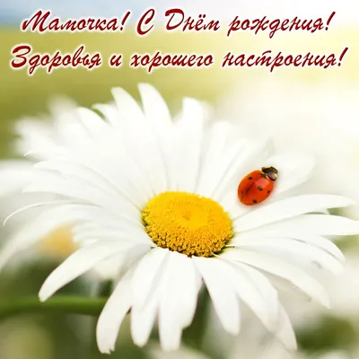 сднемрождения#ромашки#праздник#подруга | TikTok