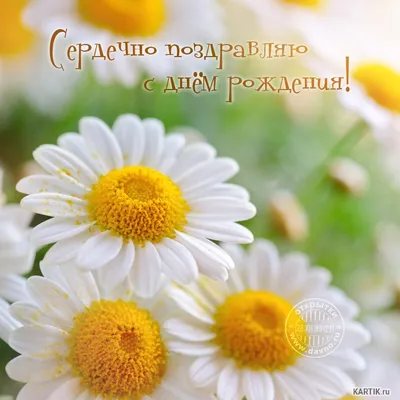 Красивые открытки с ромашками \"С днем рождения!\" 🌼💛 (31 шт.)