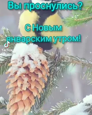 Юмор online - Доброго январского утра! 😃 | Facebook