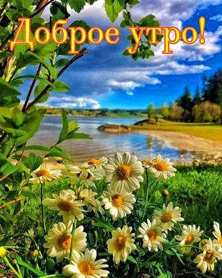 ☀️🌴😄 Картинки с добрым летним утром - скачать (245 шт.)