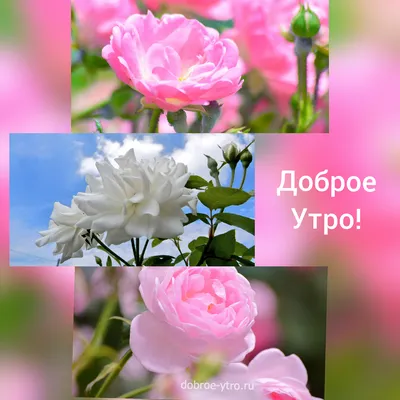 С добрым утром!🤗🌷☀️ | Доброе утро, Утренние сообщения, Лето