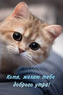 С добрым утром котики 😺💗!!!» — создано в Шедевруме