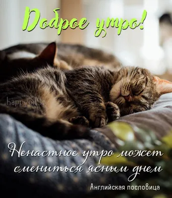 ДОБРОЕ УТРО! УДАЧНОГО ДНЯ! | Good morning, Good morning picture, Morning  pictures