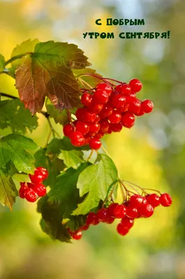 Поздравления с днем рождения - 17 СЕНТЯБРЯ - ПЯТНИЦА 🍂🍂🍂🍂🍂🍂🍂🍂 С ДОБРЫМ  УТРОМ! Улыбнулись? Хорошо! Пора вставать! Потянулись?! Повернулись! Скажем  все - \"Пока, кровать!\". Утро, Осень за окошком Листья красит. Чуть дождит,