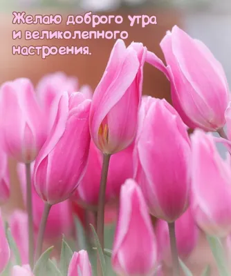 Пин от пользователя Светлана на доске Доброе утро | Весенние цветы,  Открытки, Картинки