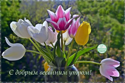 ДОБРОЕ УТРО 1 Марта! Привет ВЕСНА! Поздравление КРАСИВАЯ МУЗЫКАЛЬНАЯ  ОТКРЫТКА. С добрым утром - YouTube