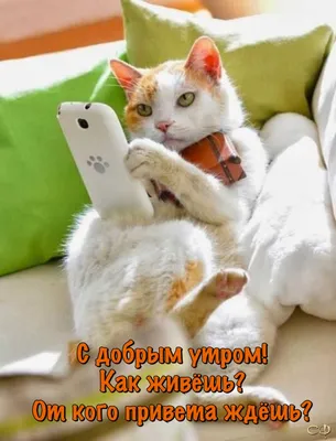 Картинки \"С Добрым Утром, Котик!\" (100+)