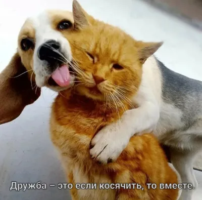 сдобрымутром #котики #утродоброе #красивоевидео | TikTok