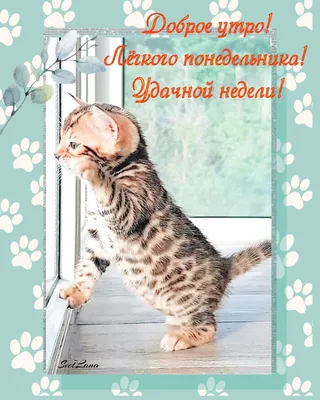 Открытка доброе утро с котом | Очаровательные котята, Котята, Кот