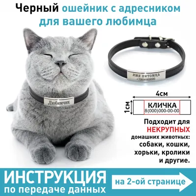 Кружка именная Даша кот сердечко , на подарок , с принтом , КР164543 330 мл  | AliExpress