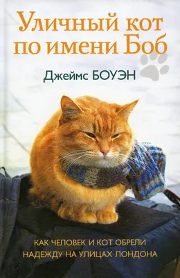 Самые угарные приколы про котов с надписями. Смешно до слез. | Серый волк |  Дзен