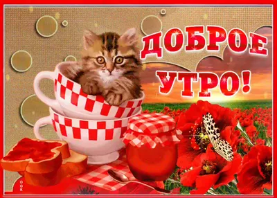 Стихи! Доброе июльское утро! Открытки с котятами! Котята, котики! С добрым  утром, друзья! Отличного июля! Стихотворение июльское! В… | Котята,  Открытки, Доброе утро