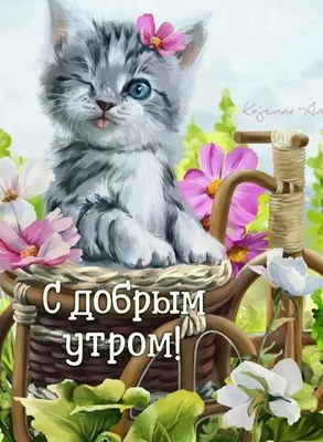 Картинки \"С Добрым Утром, Котик!\" (100+)