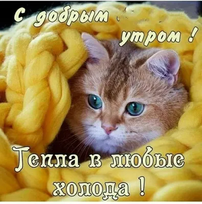 🙀УТРЕННЯЯ МУЗЫКАЛЬНАЯ ОТКРЫТКА С МИЛЫМИ КОТИКАМИ ДЛЯ ВАС 🙀 С ДОБРЫМ УТРОМ  🙀 ХОРОШЕГО ДЕНЬКА🙀 - YouTube