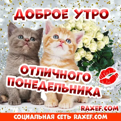 Доброе утро картинки с котиками и собаками