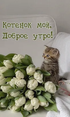 С Добрым Утром Хорошим днём! Февраль! Музыкальная открытка с котами -  YouTube