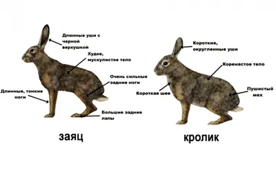 Чем заяц отличается от кролика