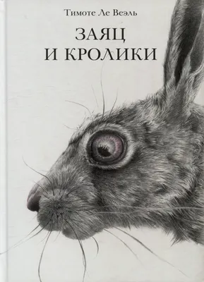 10 интересных отличий зайца от кролика | Приключения натуралиста | Дзен