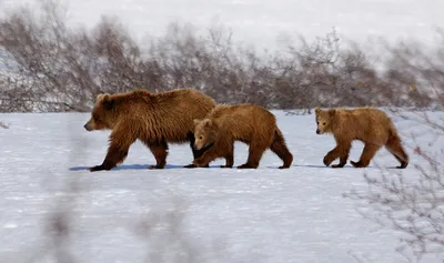 Картинки с медведем в кустах фотографии