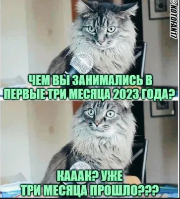 Свитшот Кофта С Принтом Занята Руками Не Трогать: цена 650 грн - купить  Спортивная одежда женская на ИЗИ | Харьков