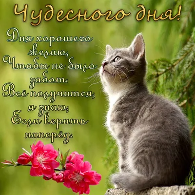 Красивые открытки \"Доброго дня!\" (2558 шт.)