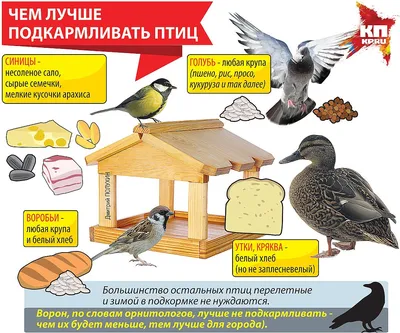 Покормите птиц зимой | Государственный природный заповедник Малая Сосьва