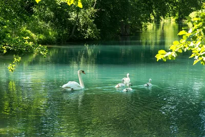 Обои для рабочего стола Бавария Лебеди Германия Природа Реки воде