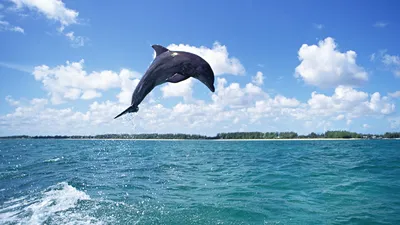 Фон рабочего стола где видно underwater world, Red Sea, corals, fish,  turtle, under water, подводный мир, Красное море, кораллы, рыбки, черепаха,  под водой, 3500х1750