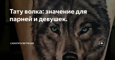 Как себя вести грибнику и камраду при встрече с волком? | Мониторинг | Дзен