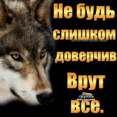 Истинное значение тату волк: почем это загадочное животное? Вы узнаете все  о значение татуировки волк и увидите 100 … | Эскиз татуировки, Эскиз,  Татуировка с волком