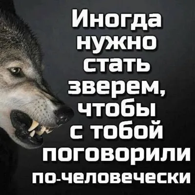 Самые беззащитные хищники в России - это волки. | Самый-самый.../ Познаём  вместе | Дзен