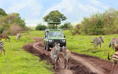 Safaris | San Diego Zoo Safari Park