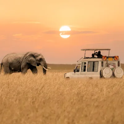 No Safari Is Complete Without a Night Game Drive—Here Are 10 of the Best |  Condé Nast Traveler