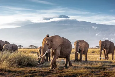 8 of the best safari destinations in Africa | CNN