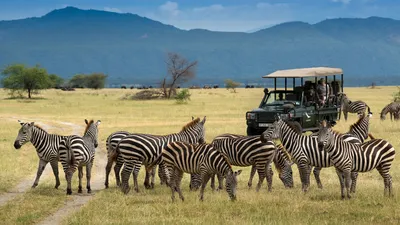 African Safari Experts - Safari.com