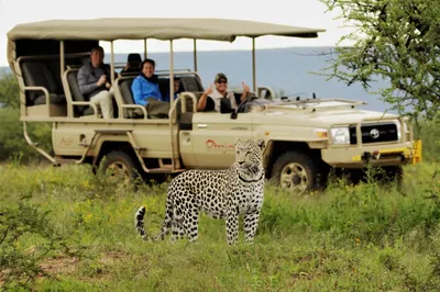 On a Walking Safari in Zambia - The New York Times