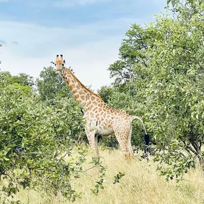 Best places to see leopards in Africa on safari - Lonely Planet