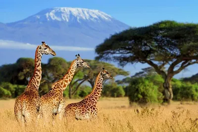 Everything You Thought You Knew About Safari Is Wrong | Condé Nast Traveler