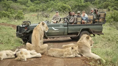 What is a Safari? Wildlife Safari in Africa | Budget Safaris