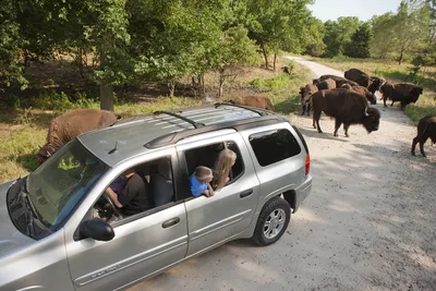 Safari in Tanzania - Wayo Africa