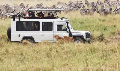 Best Safari Destinations To Spot The Big 5 Animals - Explore