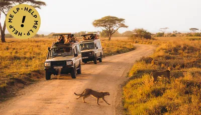 Safari Holidays 2024/2025 | Trailfinders