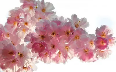 Sakura flowers hi-res stock photography and images - Alamy