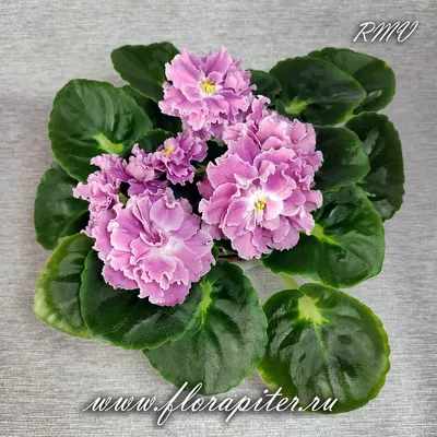 Улыбнись! Счастье рядом!