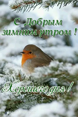 С добрым зимним утром и хорошим днем друзья Доброе утро Видео открытка -  YouTube
