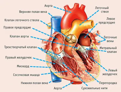 Сердце Человека Анатомия — стоковые фотографии и другие картинки Анатомия -  Анатомия, Аорта, Без людей - iStock