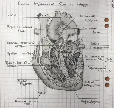 Сердце человека для срисовки - 96 фото